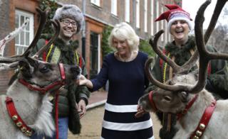 Londonun Clarence House bağlarında Cornwall qrafinyası Camilla şimal marallarına baxır.