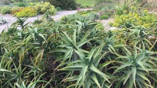 Climate Change Could Transform Gardens - BBC News