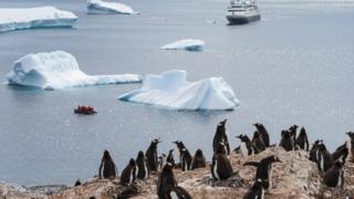 Nau'in agwagwa Penguins