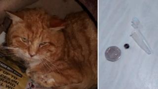 Shot cat