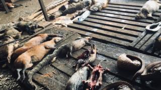 Bush meat market