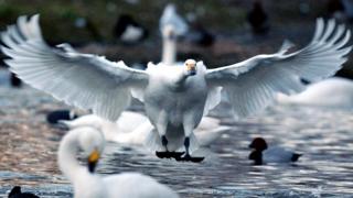 Siberian Bewick's swan lands on water