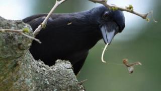 Новая Каледонская ворона (с) Джеймс Сент-Клер