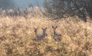 Roe deer