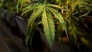 Planta de la marihuana