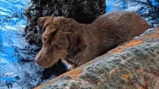 The rig workers named the dog Boonrod, which translates as "The Saved One"