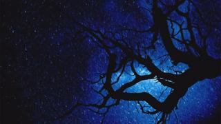 Noche estrellada con árbol en primer plano
