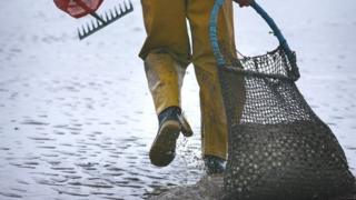 Cockle picker