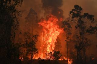 A huge, bright orange blaze erupts amid trees