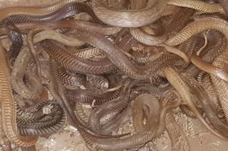 The snakes were found in wooden boxes and gunny bags stored in the flat.
