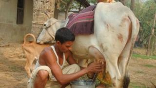 বাংলাদেশের গাজীপুরের কালীগঞ্জে একজন কৃষক গরুর দুধ দোয়াচ্ছেন