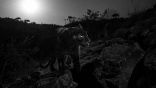 Siyah Leopar