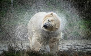 in_pictures A polar bear shakes off water