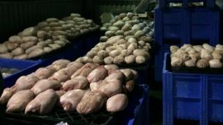 Some of the turkeys found in the open at Severnside Provisions