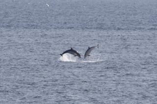 Dolphins in the sea