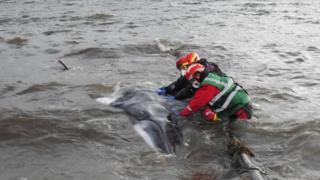 BDMLR volunteers rescuing a young minke whale