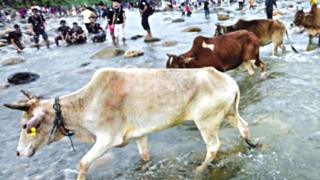 भारत-बांगलादेश सीमा, गायींची तस्करी