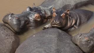 group-of-hippos