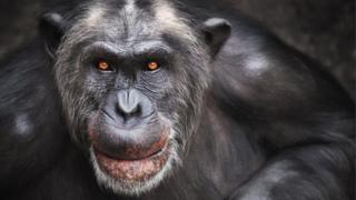 Chimpancé