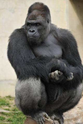 muscle silverback gorilla