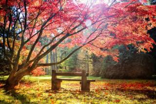 Sunlight shining through a tree onto a bench