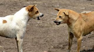 Perros en India