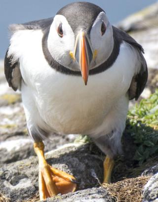 bird