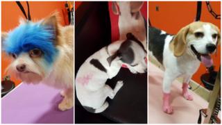 Three dogs with dyed hair and airbrush tattoos