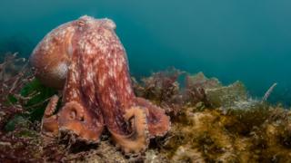 A photo of a curled octopus.