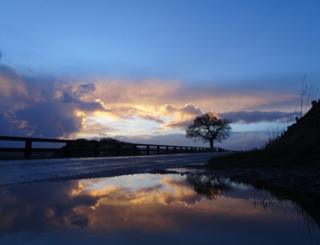 A tree reflected in a puddle