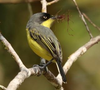 Common Tody-flycatcher, Todirostrum cinereum