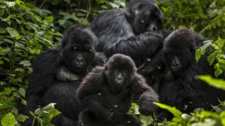 Семья Багени в секторе горилл Национального парка Вирунга, 6 августа 2013 года в Букима, ДР Конго