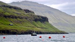 Seaweed farming Faroe Islands