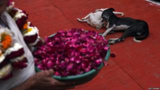 Stray dogs are a common sight in Indian cities and villages