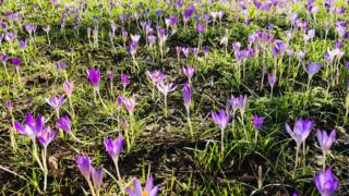 Crocus carpet