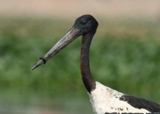 The stork with a plastic ring around its beak