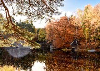 Faskally Wood in Pitlochry