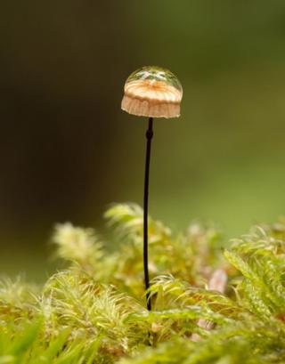 Horsehair parachute mushroom