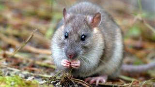   Brown rat - an invasive predator that eats seabird eggs and chicks 