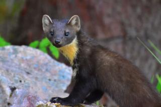pine marten