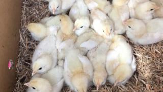 One of the batches of chicks