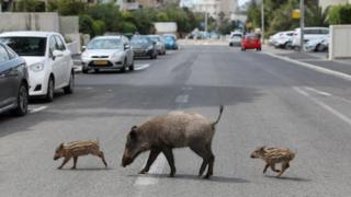 Wildschweine in Haifa, Israel, genießen das Essen in den Mülleimern der Bewohner