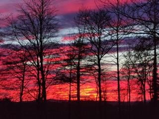 New Winton woods in East Lothian