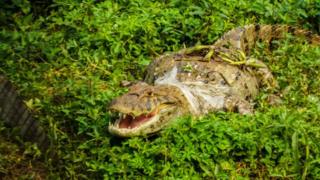 Jacaré encontrado com saco plástico enrolado no pescoço na Barra da Tijuca