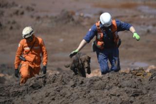Cão farejador da equipe de bombeiros de Santa Catarinabusca por vítimas no córrego do Feijão
