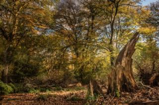 Autumnal woodland