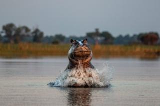 A hippo breaching out the water.