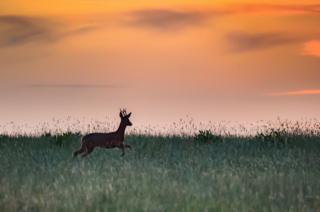 Deer running across a field