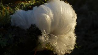 hair ice