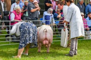 Judging the Best Pig in Show competition